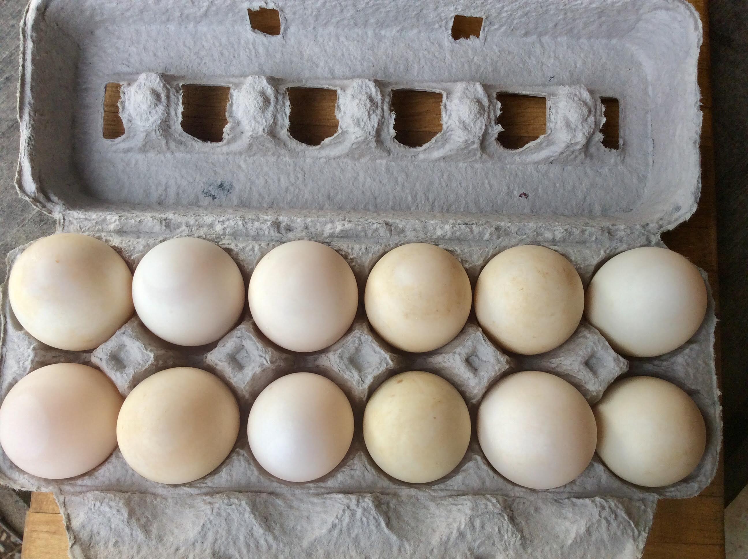The Egg Carton - 1/2 Dozen Duck Eggs