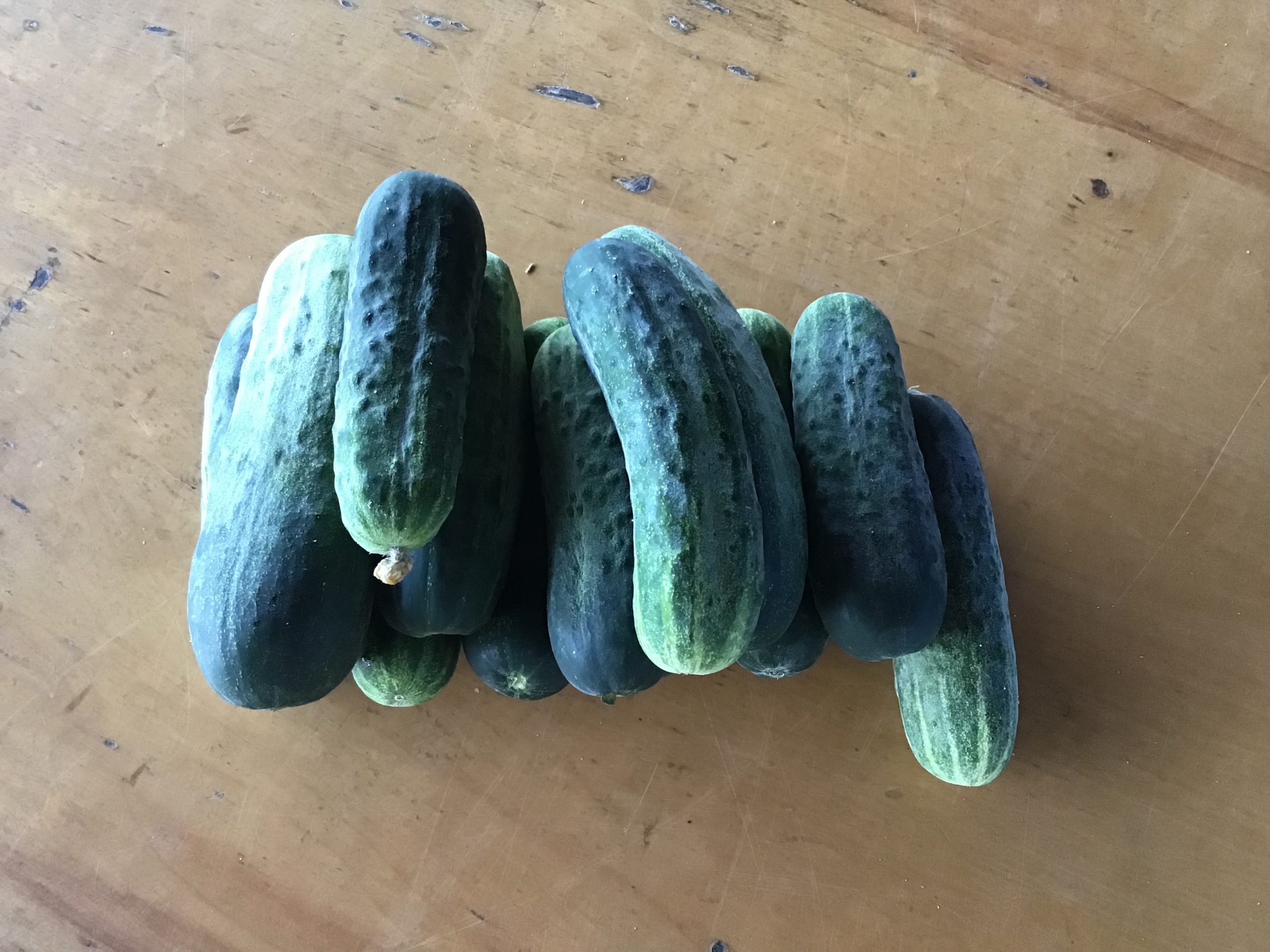 Buy Wholesale Canada Fresh Cucumber/ Fresh Vegetable Cucumber Organic  Wholesale High Quality Healthy Fresh Cucumber & Fresh Cucumber at USD 150